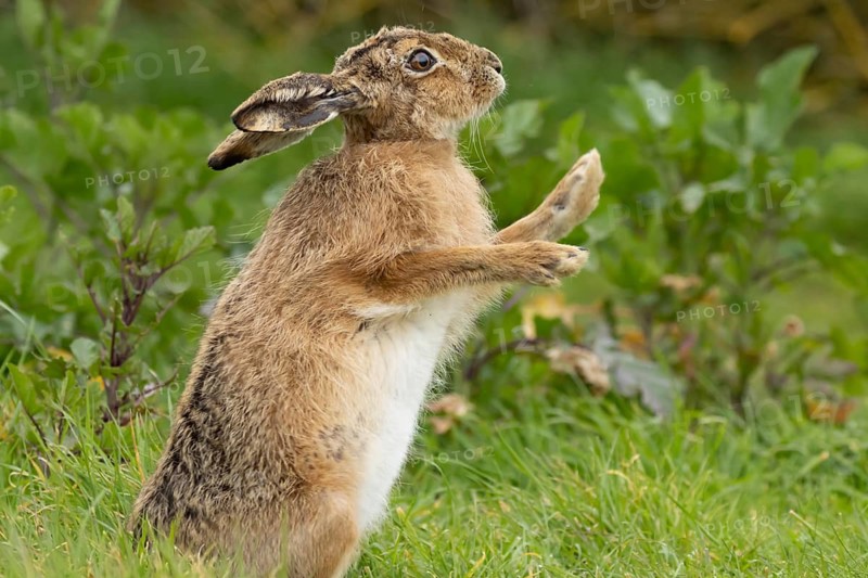 European brown hare (Lepus europaeus) adult animal stretching in grassland, England, United Kingdom