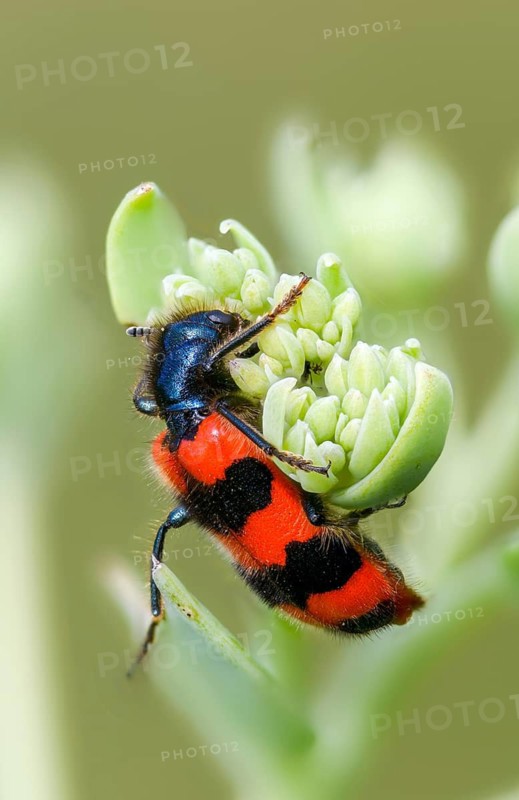 Bee beetle, bee wolf, common bee beetle, immense wolf, Trichodes apiarius, beetle, coleoptera, high size, portrait format, insects, beetles