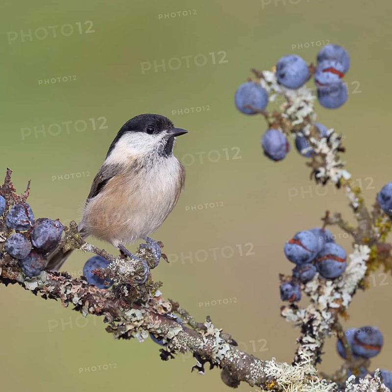 Marsh tit, (Parus palustris), sitting on a branch in a blackthorn bush, (Prunus spinosa), sloes, with ripe fruit, autumn, wildlife, animals, tit family, songbird, birds, Wilnsdorf, North Rhine-Westphalia, Germany