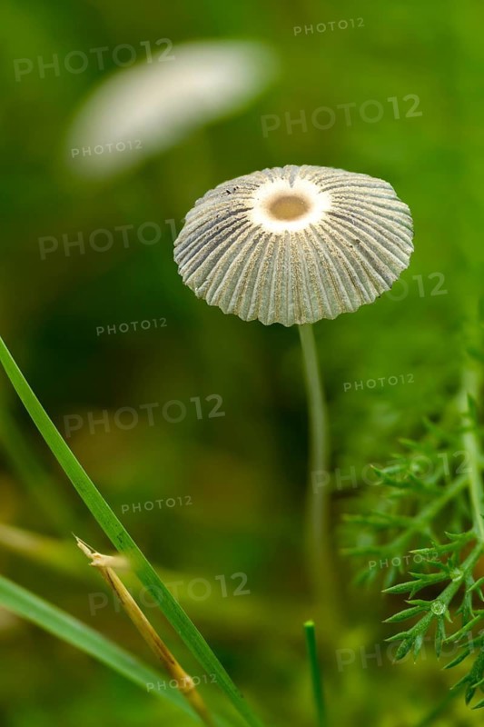 Coprinus plicatilis, common slice tintling, parasola plicatilis, slice tinting, fungi, fungus, high size, portrait format, mushrooms