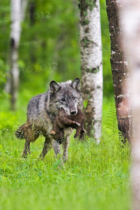 Timberwolf, wolf, American wolf (Canis lupus lycaon), Minnesota, USA: A wolf carries a young through a green woodland landscape dotted with birch trees