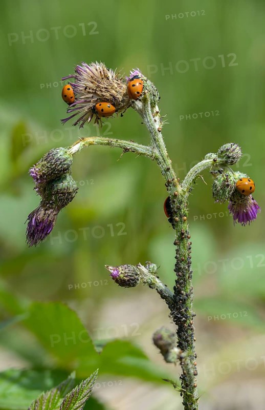 Coccinella septempunctata, seven-spotted ladybird, beetle, coleoptera, high size, portrait format, insects, beetles, seven-spot ladybird, seven-spotted ladybug