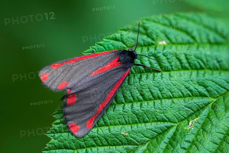 Blood bear, jacobscraut bear, carmine bear, Tyria jacobää, butterfly, cinnabar moth, insects, moths, moths, butterfly