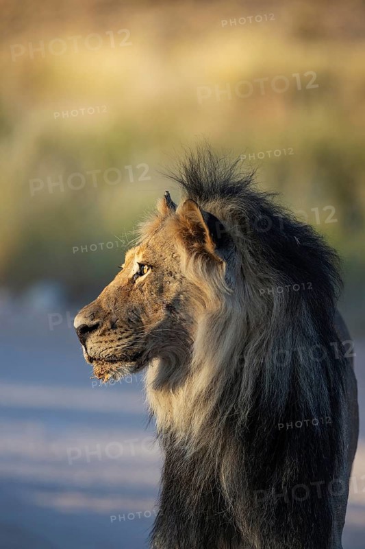 Lion (Panthera leo). Black-maned Kalahari male. In the light of the early morning. Kalahari Desert, Kgalagadi Transfrontier Park, South Africa