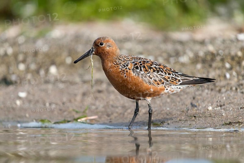 Calidris canutus, knot, knutt, coastal sandpiper, red knot, birds, breeding plumage, brood dress, charadriiformes, limikolen, magnificent dress, snipe birds, scolopacidae, birds, waders, waders, waders
