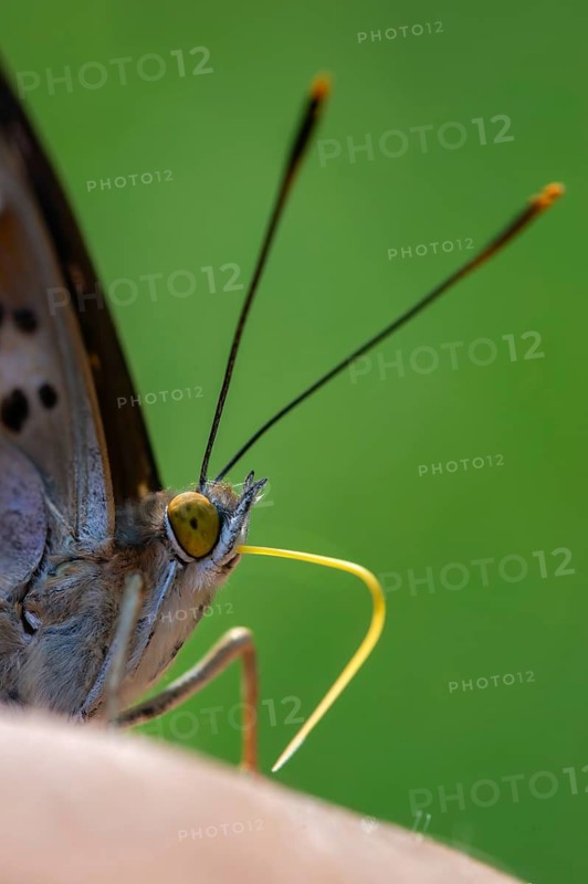Apatura ilia, small Schiller butterfly, Lesser purple emperor, butterfly, high size, portrait format, insects, butterflies, butterflies, butterflies, butterflies