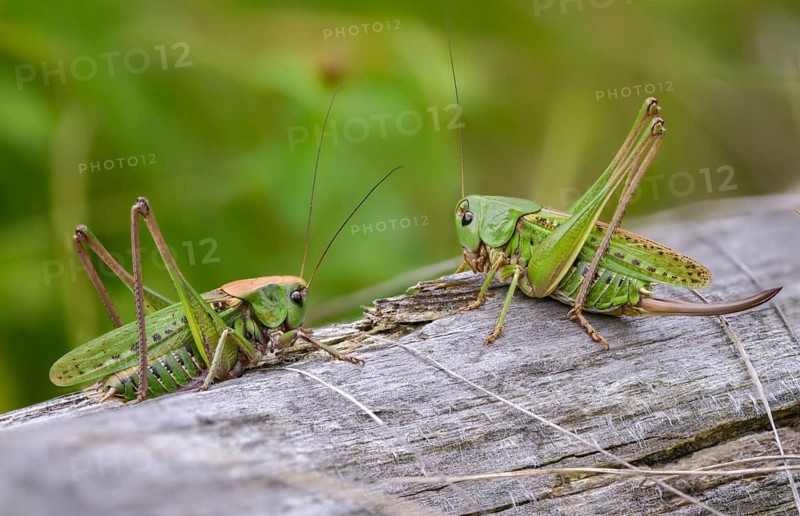 Decticus verrucivorus, grasshoppers, deciduous locusts, wart biters, ensifera, female, grasshoppers, grasshoppers, insects, long-feeler scares, male, couple, wart-biter, female