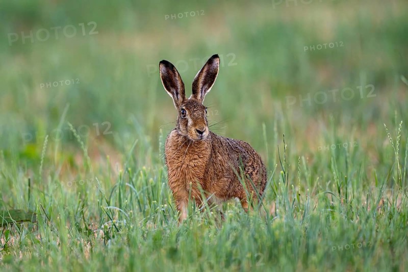 European hare (Lepus europaeus), Vulkaneifel, Rhineland-Palatinate, Germany