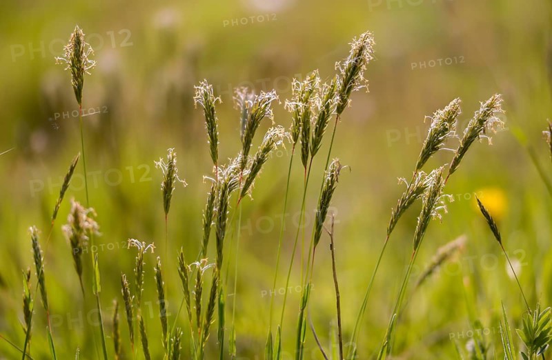 Anthoxanthum odoratum, common ruchgrass, poaceae, ruchgrass, sweet grass, meadow ruchgrass, flora, plants, sweet vernal grass