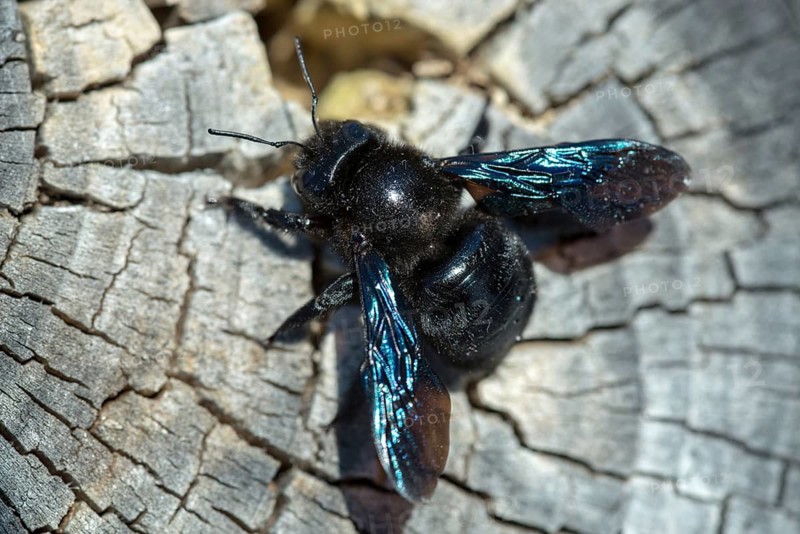 Apidae, bees, blue wood bee, large wood bee, hymenoptera, violet-winged wood bee, xylocopa violacea, insects, insects, violet carpenter bee