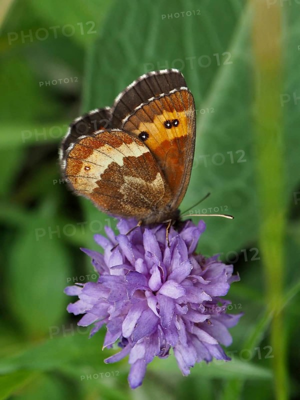 A butterfly, the White-banded Brown (Erebia ligea), with orange-brown wings, resting on a purple flower, Goms, Canton of Valais, Switzerland