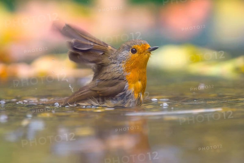 A robin (Erithacus rubecula) bathing in shallow water, Hesse, Germany