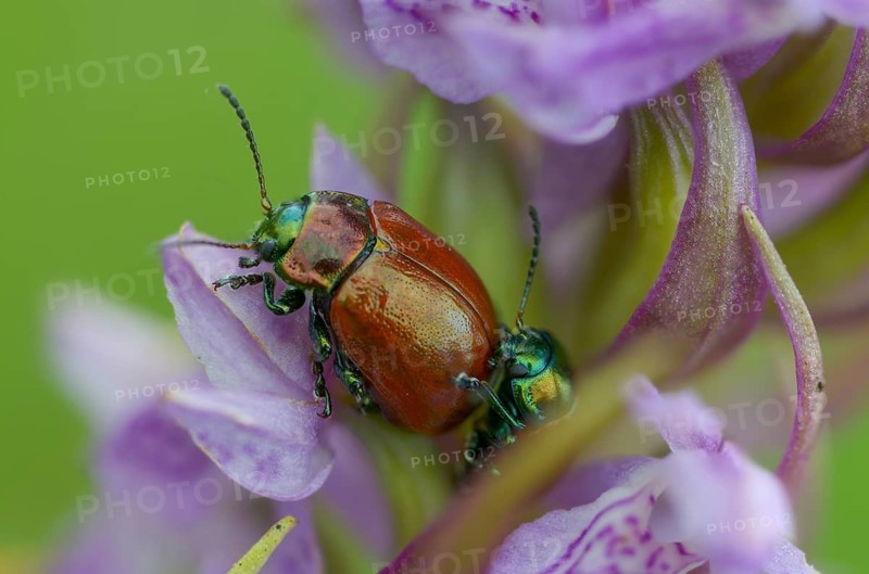 Chrysolina polita, smoothed leaf beetle, smoothed drop beetle, knotgrass leaf beetle, watermint leaf beetle, beetle, coleoptera, insects, beetles