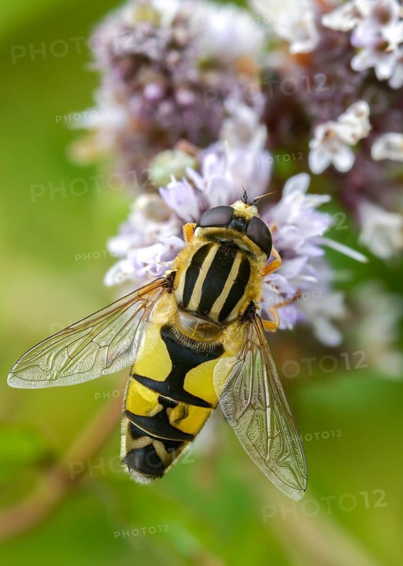 Common tiger hoverfly, common swamp hoverfly, helophilus pendulus, sunfly, swamp hoverfly, high size, portrait format, insects, hoverfly