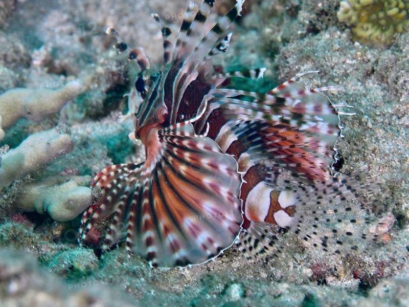 A zebra dwarf firefish (Dendrochirus zebra) with its fins spread out, resting on the sandy seabed, Twin Reef dive site, Penyapangan, Bali, Indonesia