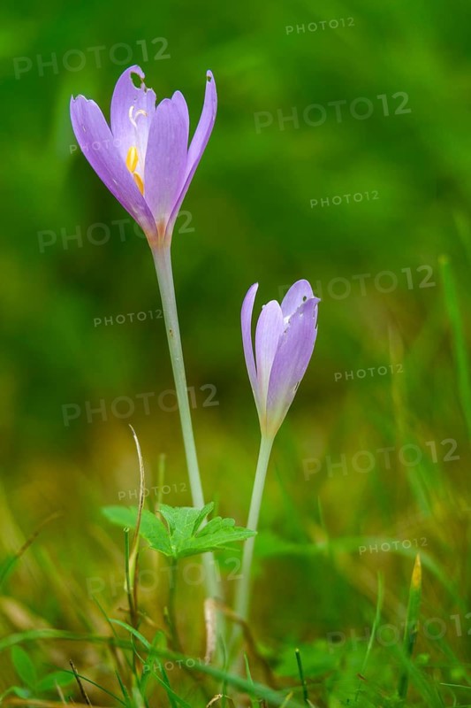 Colchicaceae, Colchicum autumnale, autumnless, timeless plants, autumn crocus, flora, high size, portrait format, meadow saffron, naked lady, plants, plants