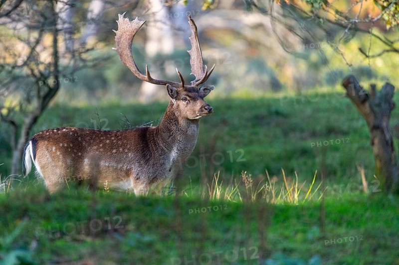 Fallow deer (dama dama), male, deer, Zandvoort, North Holland, Netherlands