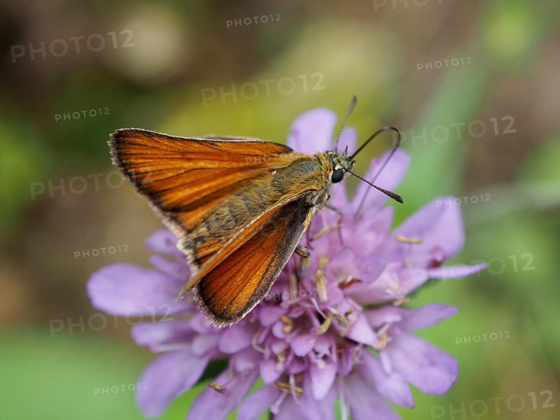 Close-up of an orange butterfly, the Small Skipper (Thymelicus sylvestris), on a purple flower, Goms, Canton of Valais, Switzerland