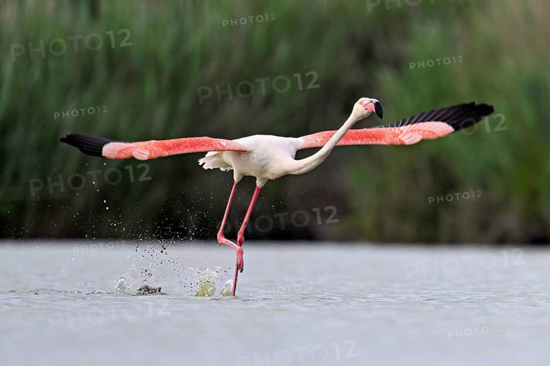Pink flamingo (Phoenicopterus roseus), taking departure, Camargue Regional Nature Park, southern France, France