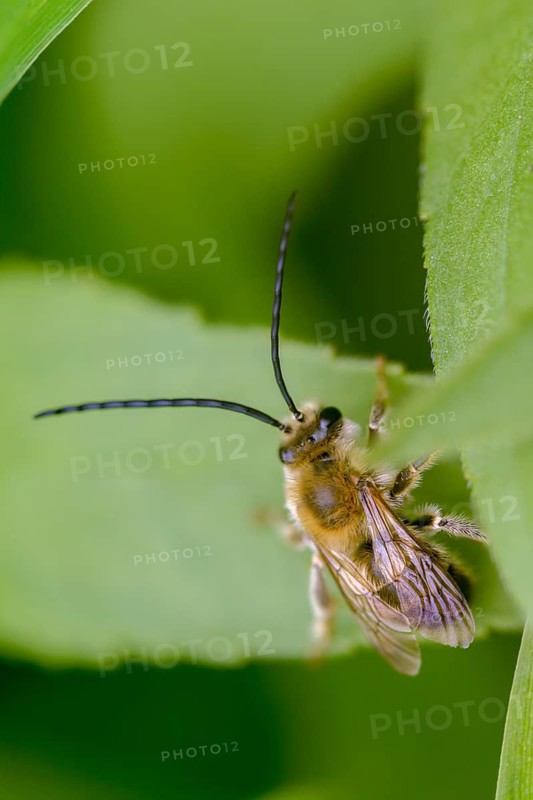 Apidae, bees, Eucera longicornis, early longhorn bee, hymenoptera, longhorn bee, May longhorn bee, high size, portrait format, insects, insects