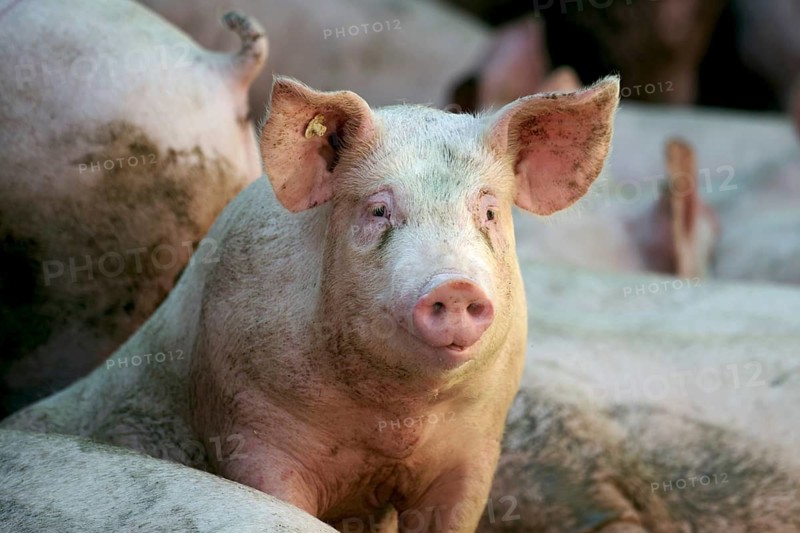 Domestic pig (Sus scrofa domesticus), portrait, free-range, sunlight, Germany