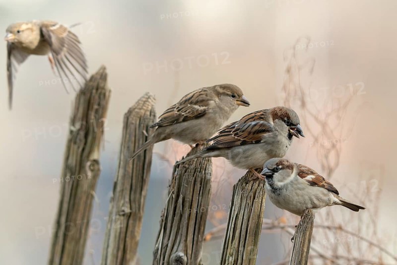 House sparrow, passeri, songbirds, sparrow, birds, female, garden fence, male, passeri, songbirds, sparrow, sparrow, sparrow, sparrow, sparrow, sparrow, sparrow, sparrow, birds, female