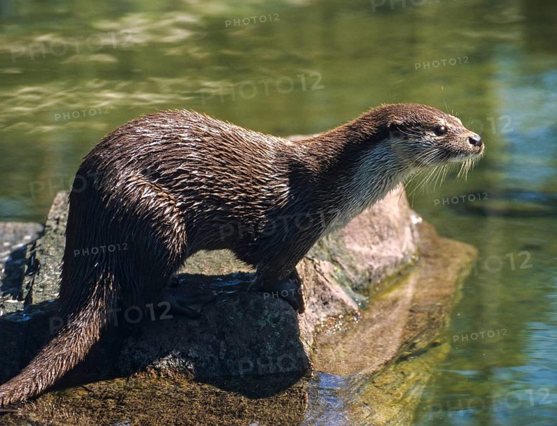 Carnivora, Eurasian otters, Lutra Lutra, predators, mammals, martens, raptors, mammals