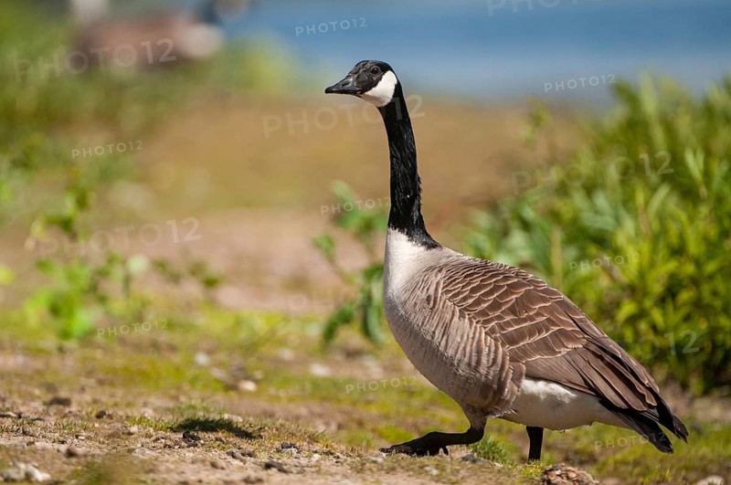 Branta Canadensis, Canada Goose, Canada Goose, Sweden, Anatidae, Birds, Duckbirds, Goose, Geese, Geese, Sweden, Birds, Waterbirds