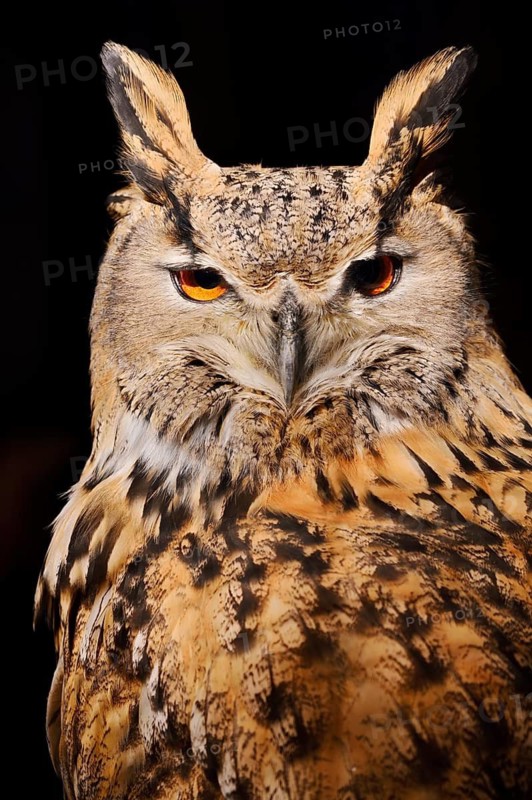 Siberian Eagle Owl (Bubo bubo sibiricus), portrait, in captivity, found in Russia and Siberia