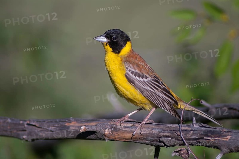 Black-headed bunting, Emberiza melanocephala, caped bunting, birds, Bulgaria, male, passeri, songbirds, birds