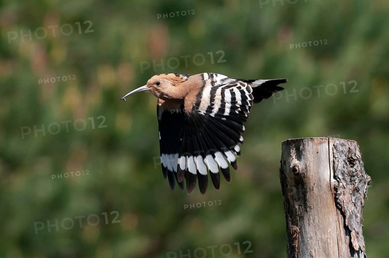 Brandenburg, Germany, Hoopoe, Nabu, national natural heritage, Grünhaus natural paradise, upupa epops, hoopoe, post-mining landscape, birds, green house, upupidae, birds
