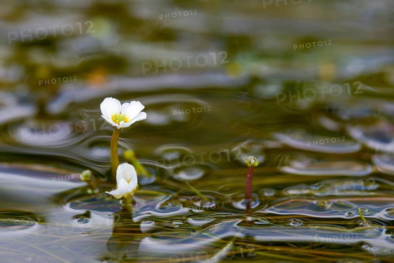 Fluding buttercup, flooding water buttercup, Ranunculus fluitans, flora, buttercup, plants, river water-crowfoot