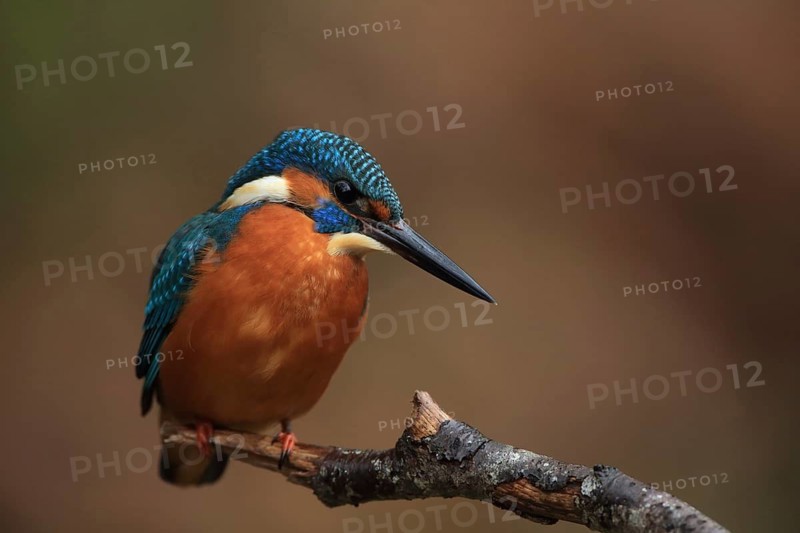 Side view of a kingfisher sitting alertly on a branch, kingfisher (Alcedo atthis), kingfisher sitting on a branch, Baden-Württemberg, Germany