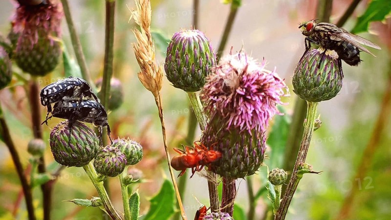 Close-up shots of various insects, the mourning rose chafer (Oxythyrea funesta) and the common red soldier beetle (Rhagonycha fulva) mating, flesh flies (Sarcophagidae) on thorny plants in a rural setting in soft light, Rennsteig, Thuringian Slate Mountains nature park Park, Upper Saale
