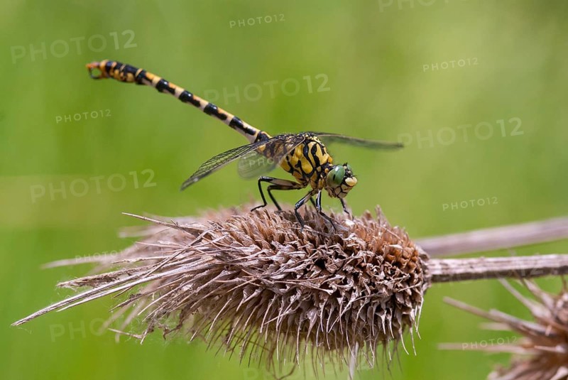 Green-eyed hook-tailed dragonfly, green-eyed hooktail, small pincertail, dragonfly, onychogomphus forcipatus, small pincertail, anisoptera, Bulgaria, damselflies, dragonflies, insects, dragonflies, odonata