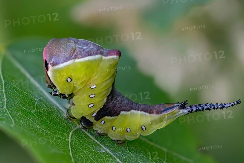 Cerura vinula, fork tail, large fork tail, notodontidae, puss moth, tooth spinner, inchworm, insects, moths, moths, moths, caterpillar, butterflies