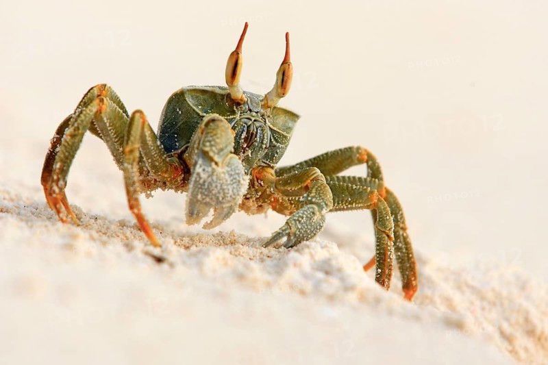 Ghost crab (Ocypode ceratopthalmus), Seychelles, Bird Island, a crab on the sand, photographed from a side view as it moves