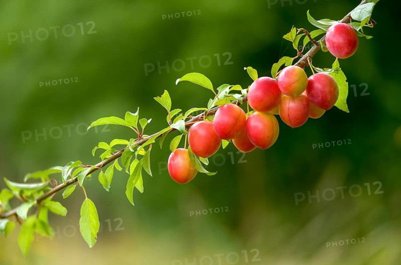 Yellow plum, mirabelle, Prunus domestica subsp. syriaca, rosaceae, rose family, flora, plants