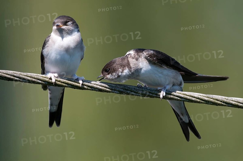 Delichon urbica, house martin, house martins, birds, adolescent, juvenile, passeri, swallows, songbirds, birds