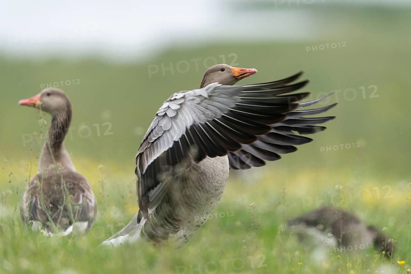 Anser Anser, Greylag or Graylag Goose, Grelag Goose, Anatidae, Birds, Duckbirds, Goose, Geese, Birds, Waterbirds
