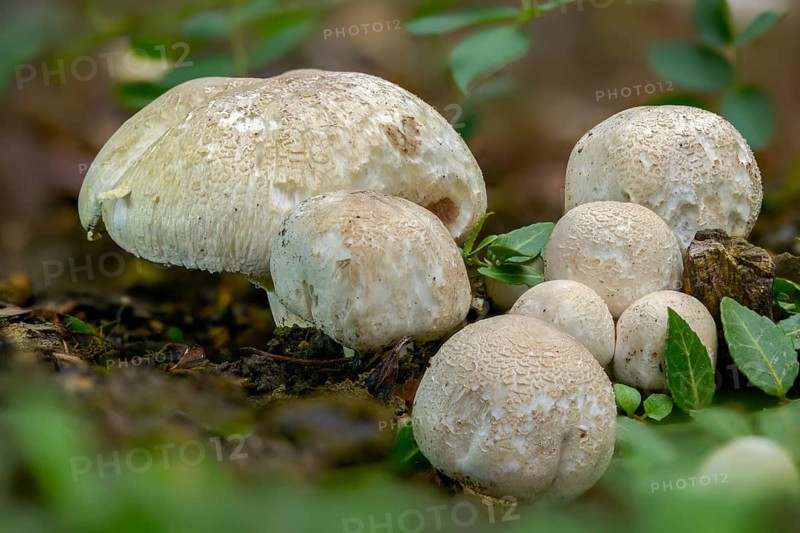 Agaricus campestris, mushroom, field gerling, meadow mushroom, fungi, fungus, meadow mushroom, mushrooms