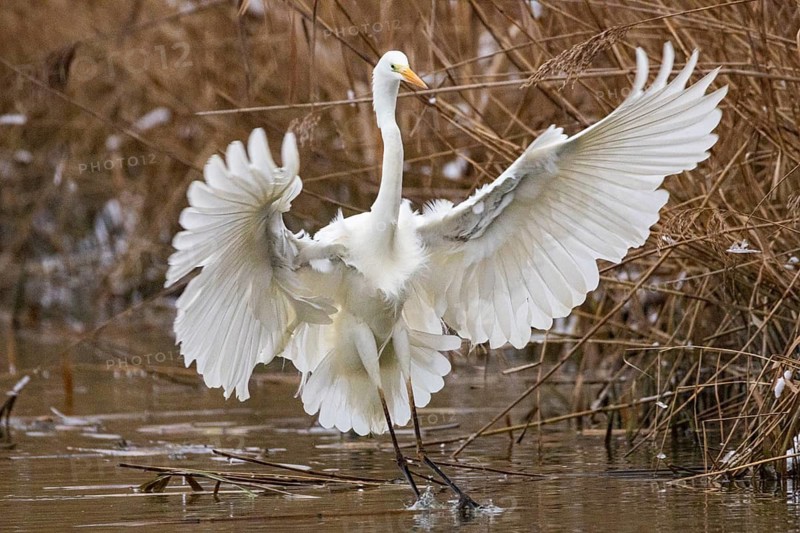 Great White Egret (Egretta alba) Germany