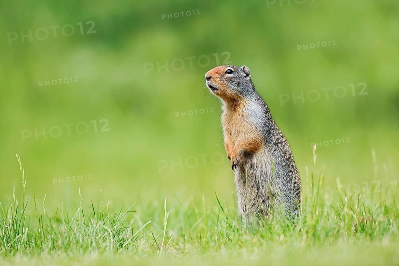 A Columbia ground squirrel (Urocitellus columbianus, Spermophilus columbianus) stands upright in a meadow, Waterton Lakes National Park, Alberta, Canada