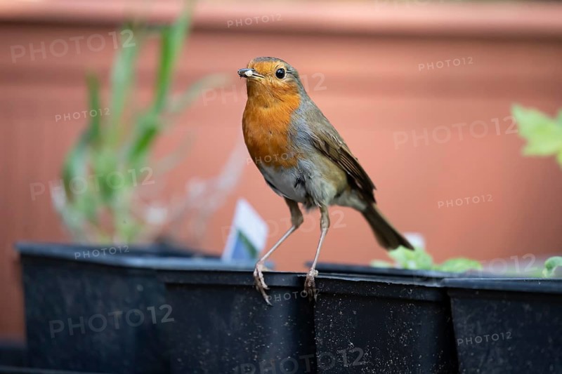 European robin (Erithacus rubecula) adult garden bird on a plant pot with bugs for food in its beak, England, United Kingdom