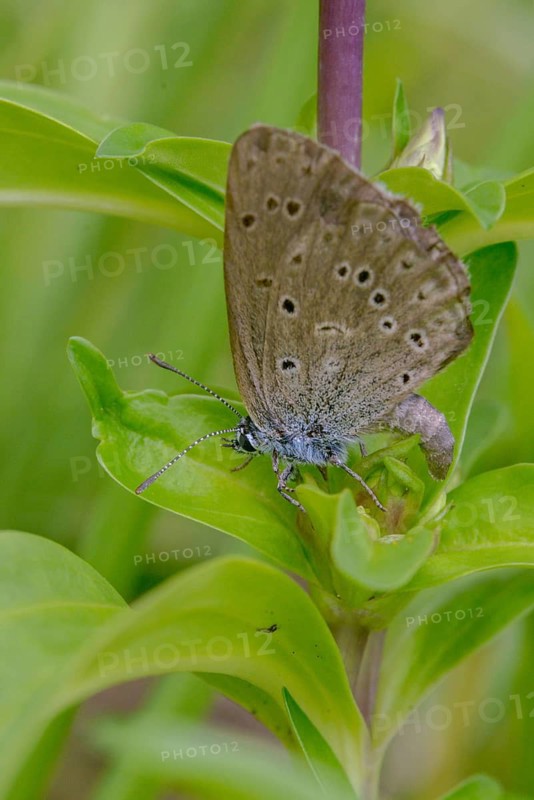 Glaucopsyche Alcon ssp. rebeli, glaucopsyche rebeli, cruciferous ant blue, maculinea rebeli, phengaris alcon ssp. rebeli, phengaris rebeli, butterfly, egg deposition, egg laying, female, high size, portrait format, insects, butterfly, butterflies, butterflies, butterflies, female