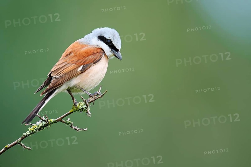 Red-backed shrike (Lanius collurio), male sitting on a branch, North Rhine-Westphalia, Germany