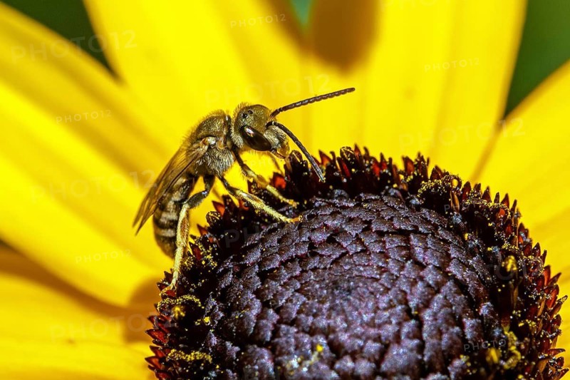Yellow-banded furrow bee (Halictus scabiosae) perched on a flower of the yellow coneflower (Rudbeckia fulgida), collecting nectar, close-up, Baden-Württemberg, Germany