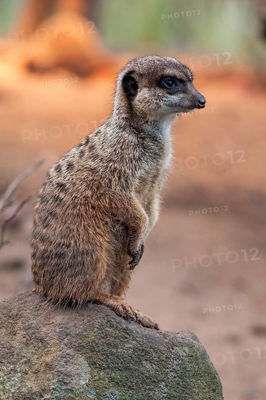 A meerkat (Suricata suricatta) stands guard, Nuremberg Zoo, Middle Franconia, Bavaria, Germany. PR available