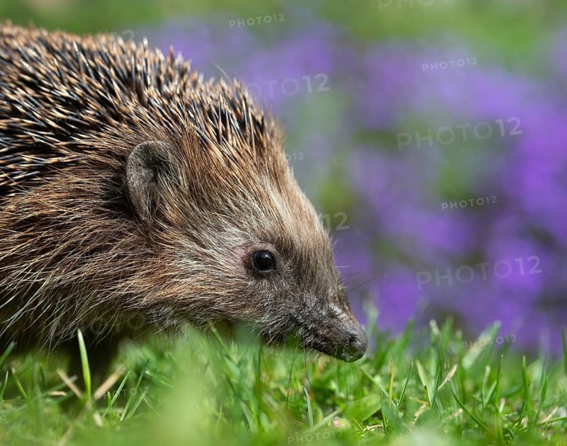Erinaceus europaeus, hedgehog, insectivora, insectivora, insectivora, mammals, prickly, mammals