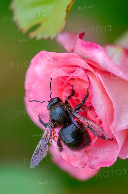 Apidae, bees, blue wood bee, large wood bee, hymenoptera, violet-winged wood bee, xylocopa violacea, high size, portrait format, insects, violet carpenter bee